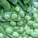 White Dixie Butter Pea, Lima Bean (Phaseolus lunatus)