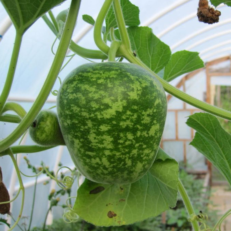 Apple Gourd (Lagenaria siceraria)