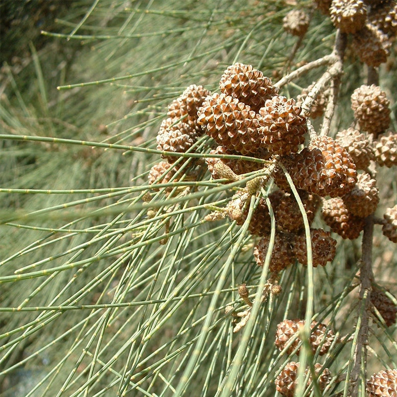 Casuarina cunninghamiana (River Oak, River She-oak, River Sheoak, Creek Oak, Fire Oak, Australian Pine, Beefwood, Kasa)