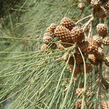 Casuarina cunninghamiana (River Oak, River She-oak, River Sheoak, Creek Oak, Fire Oak, Australian Pine, Beefwood, Kasa)