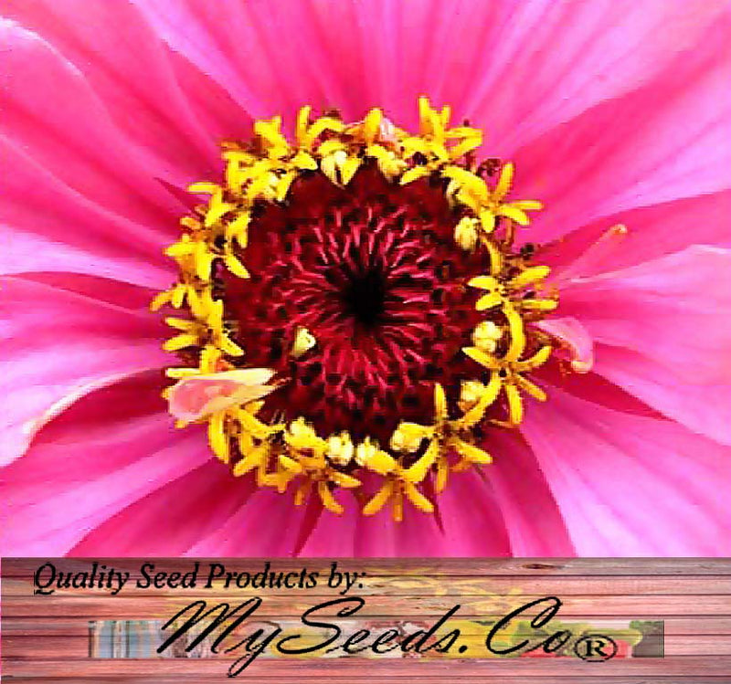 Zinnia elegans (Zinnia Rainbow Mix)