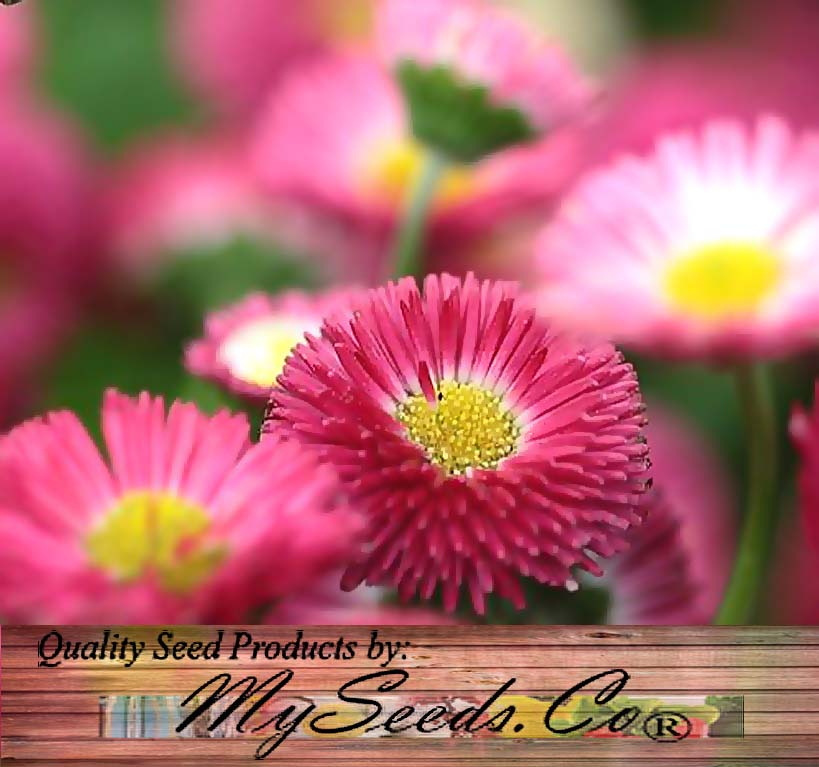 Bellis perennis (Lawn Daisy, English Daisy, Mixed)