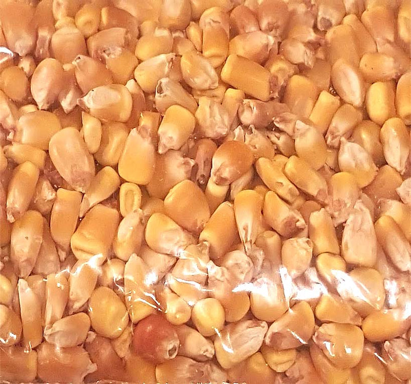 Reid's Yellow (Yellow Dent Field Corn - Heirloom Corn) (Zea mays)