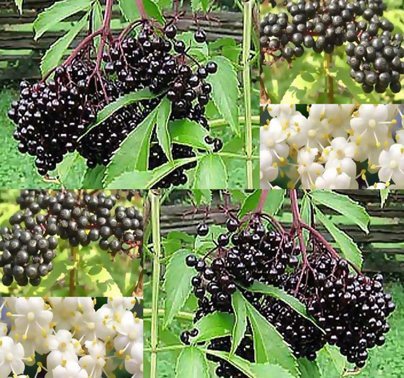 Sambucus Canadensis (American Elderberry)