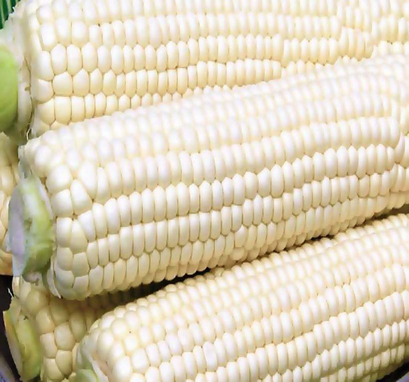 Trucker's Favorite (White Dent Corn - Heirloom Corn) (Zea mays)