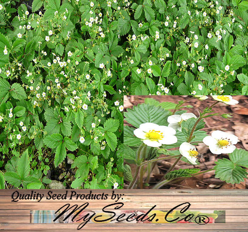 Fragaria vesca (Wild Strawberry, Woodland Strawberry, Alpine Strawberry, European Strawberry, Fraise des bois)