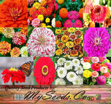 Zinnia elegans (Zinnia Rainbow Mix)