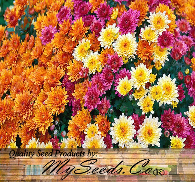 Chrysanthemum Species Mixed