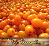 Hippophae rhamnoides (Sea Buckthorn, Seaberry)