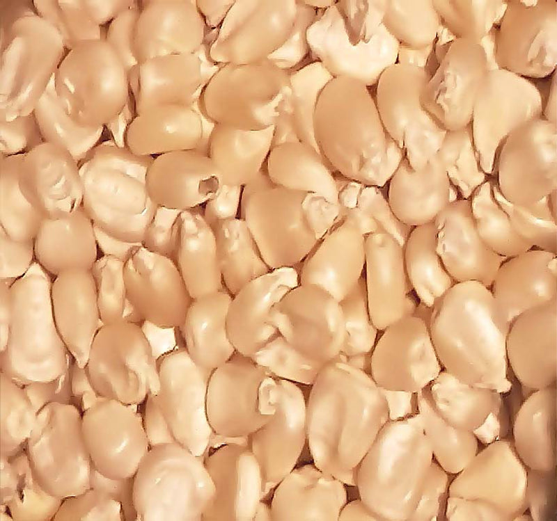 Trucker's Favorite (White Dent Corn - Heirloom Corn) (Zea mays)