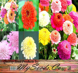 Zinnia elegans (Zinnia Rainbow Mix)