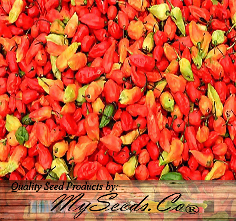 Ghost Pepper / Bhut Jolokia Pepper, HOT (Capsicum annuum)