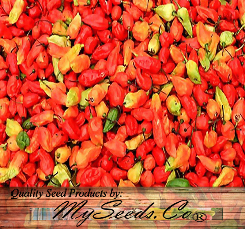 Ghost Pepper / Bhut Jolokia Pepper, HOT (Capsicum annuum)