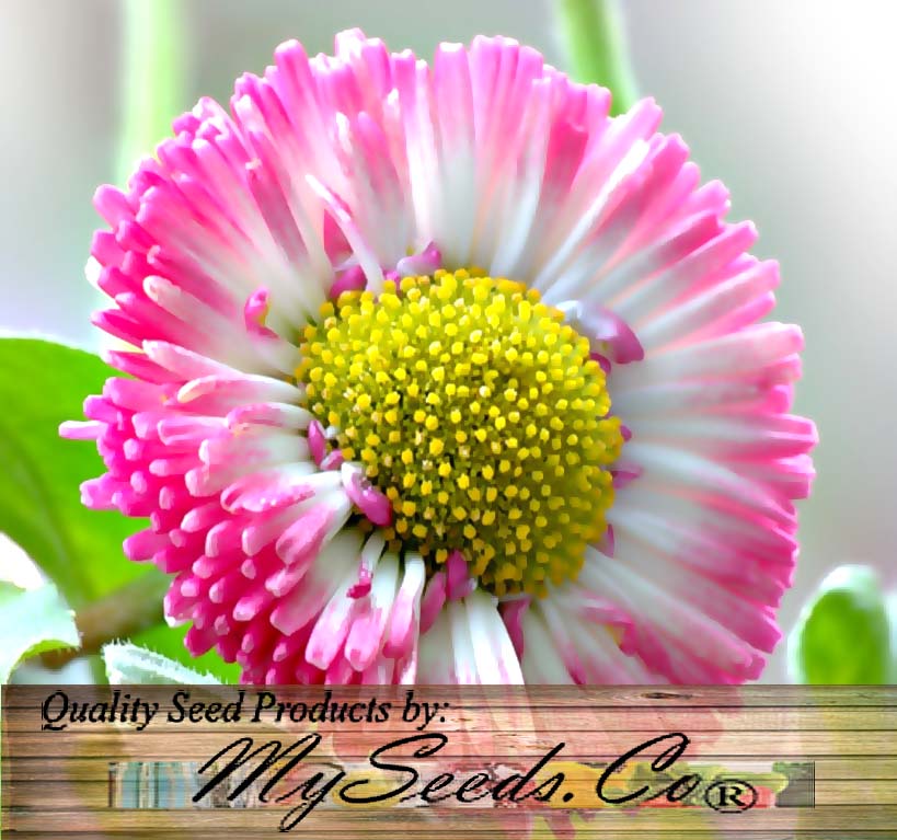 Bellis perennis (Lawn Daisy, English Daisy, Mixed)