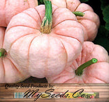Porcelain Doll F1 Pink Pumpkin (Cucurbita maxima)