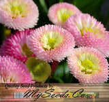 Bellis perennis (Lawn Daisy, English Daisy, Mixed)