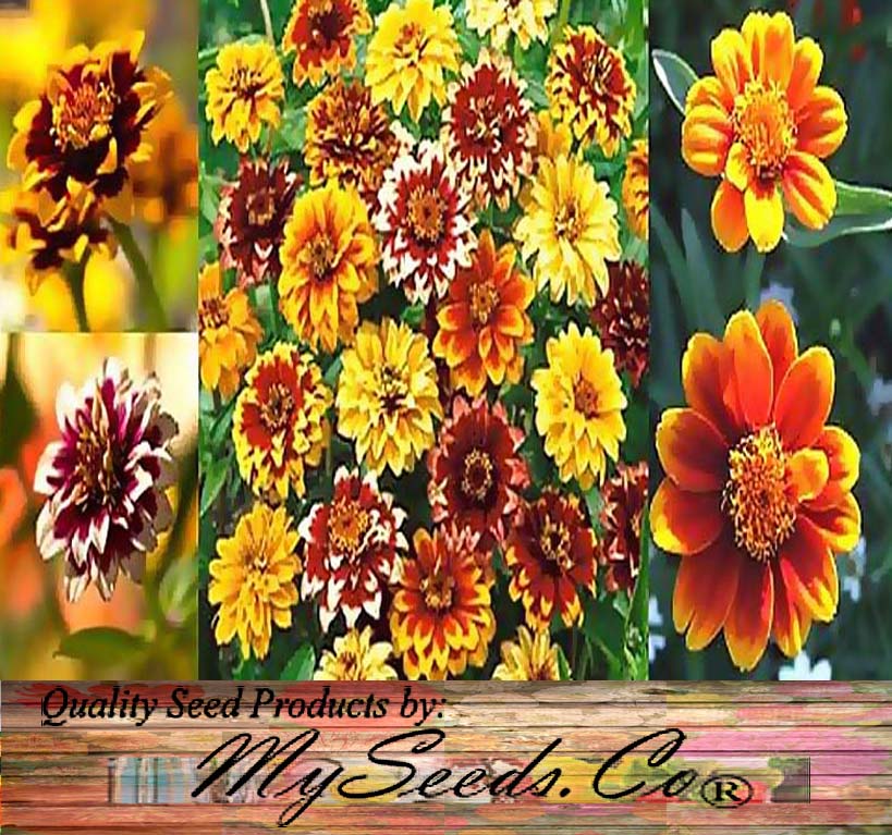 Zinnia elegans (Zinnia Rainbow Mix)