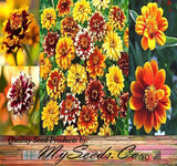Zinnia elegans (Zinnia Rainbow Mix)