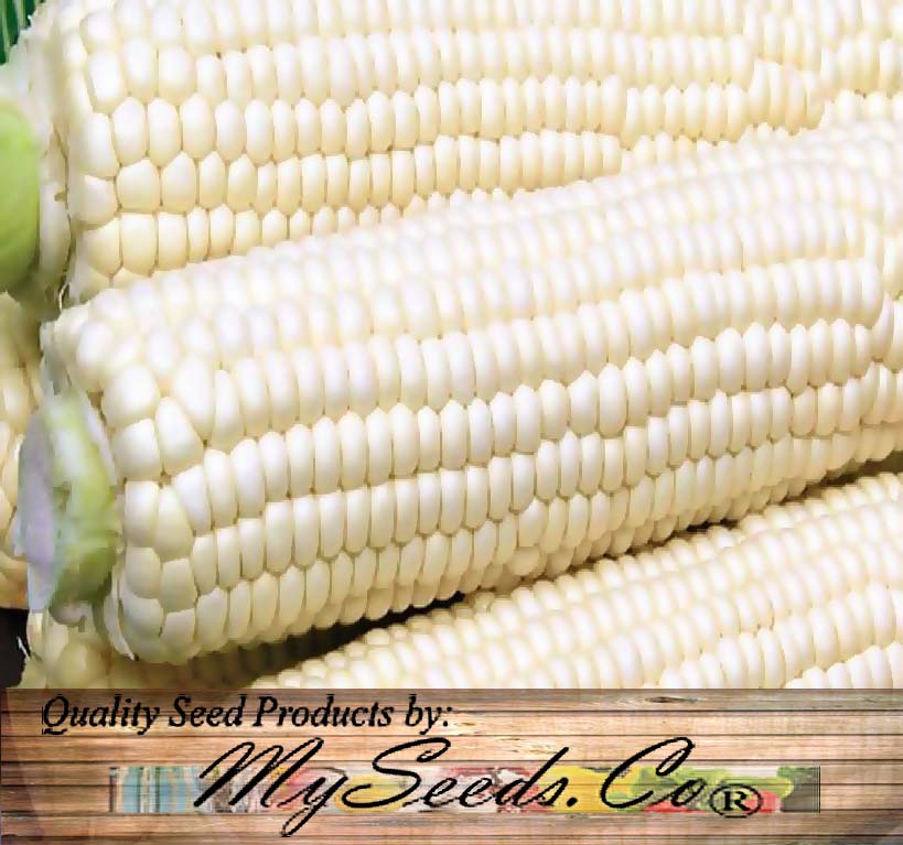 Trucker's Favorite (White Dent Corn - Heirloom Corn) (Zea mays)