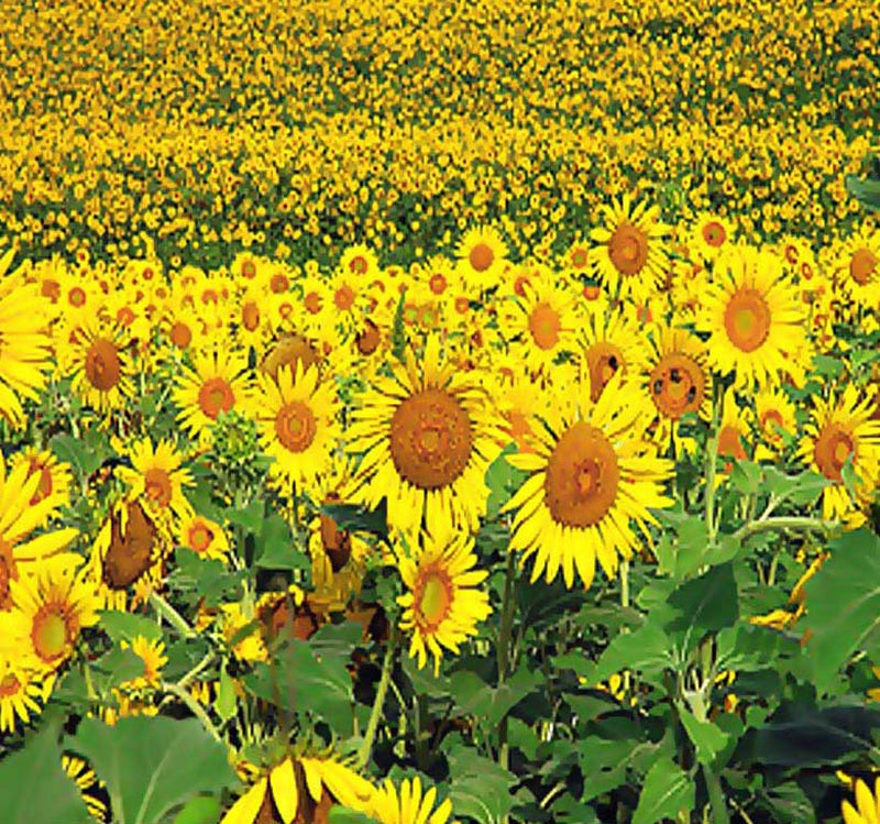 HELIANTHUS Annuus 'Peredovik' (Black Oil Sunflower, Peredovik)
