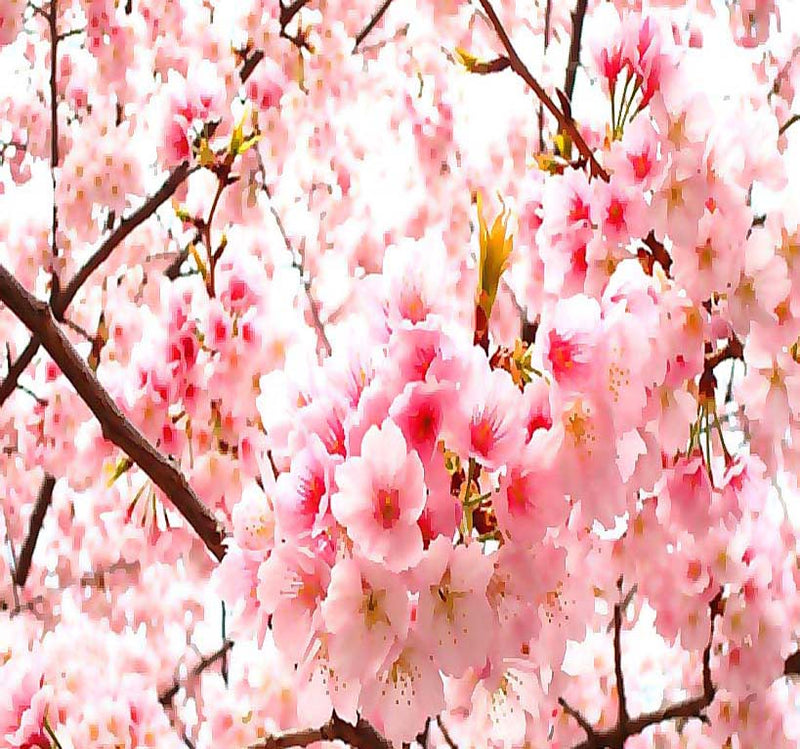Prunus serrulata (Japanese Flowering Cherry, Sakura, Hill Cherry, Oriental Cherry, East Asian Cherry)