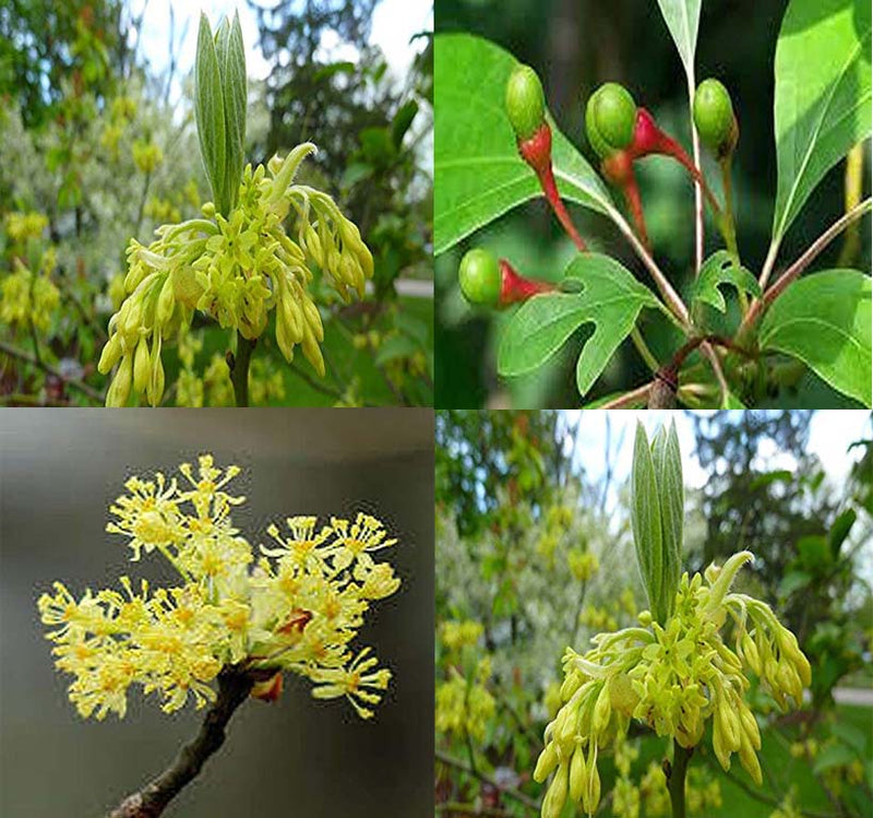 Sassafras albidum (Sassafras)