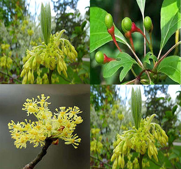 sassafras plant seeds Sassafras albidum (Sassafras)