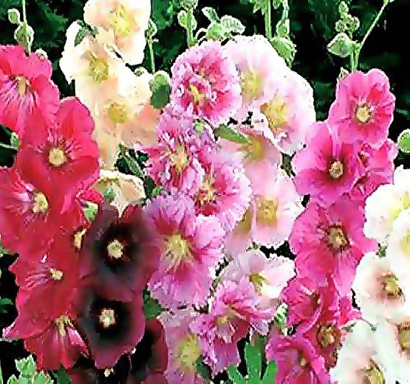 Alcea rosea (Hollyhock, Single Mixed)