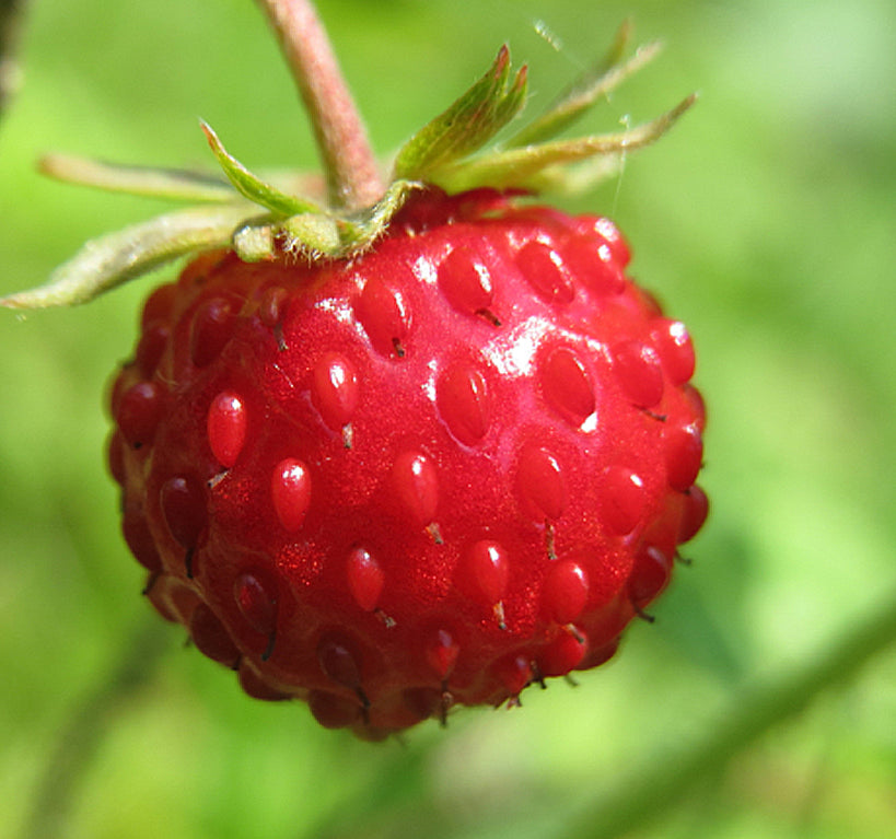 Fragaria vesca (Wild Strawberry, Woodland Strawberry, Alpine Strawberry, European Strawberry, Fraise des bois)