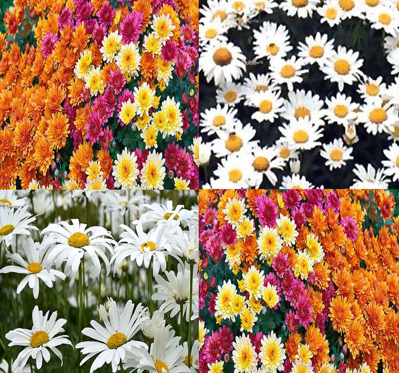 Chrysanthemum Species Mixed