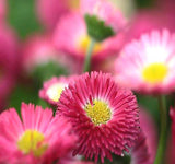 Bellis perennis (Lawn Daisy, English Daisy, Mixed)