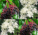 Sambucus nigra (European Black Elderberry)