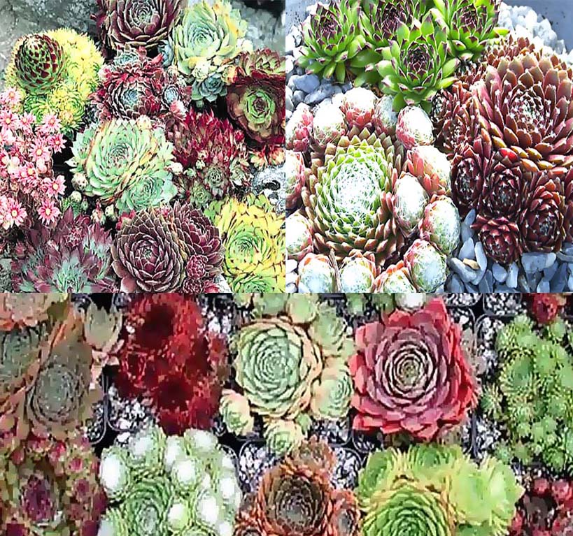 Sempervivum Hybridum  (Hen & Chicks Cactus Mixed) Succulent Seeds - 1,000 Seeds Per Pack