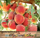 Prunus persica nemaguard (Nemaguard Peach)