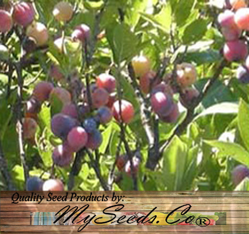 Prunus maritima (Beach Plum)