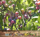 Prunus maritima (Beach Plum)