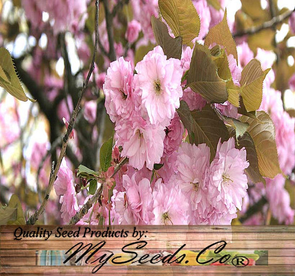 sakura flower seeds Prunus serrulata (Japanese Flowering Cherry, Sakura, Hill Cherry, Orie –  MySeedsCo