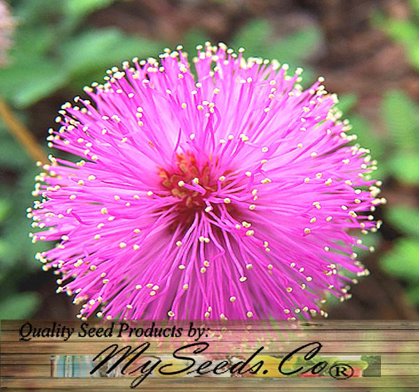 mimosa pudica sensitive plant seed 500 pcs Mimosa pudica (Sensitive Plant) – MySeedsCo