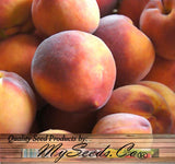Prunus persica nemaguard (Nemaguard Peach)