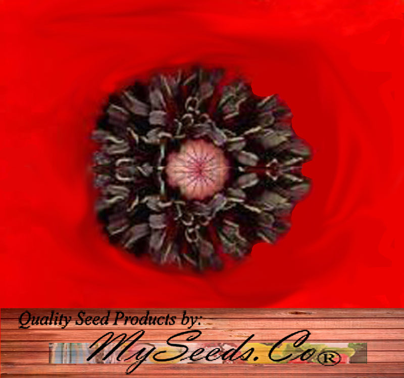 PAPAVER rhoeas (Corn Poppy, Red)