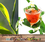 Camellia sinensis (Tea, Tea Plant, Tea Camellia)