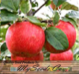 Malus pumila (Paradise Apple, Red Delicious Apple)