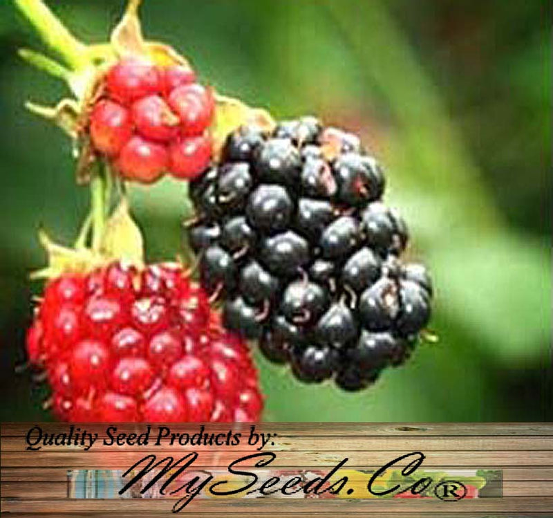 Morus nigra (Black Mulberry)