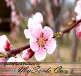 Prunus persica nemaguard (Nemaguard Peach)