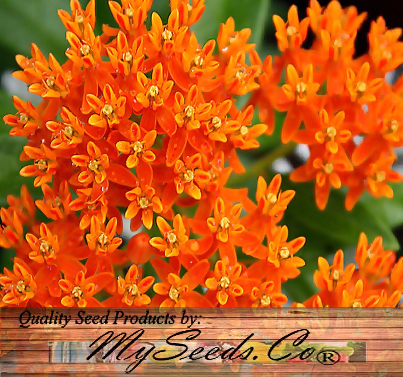 ASCLEPIAS tuberosa (Butterfly Milkweed)