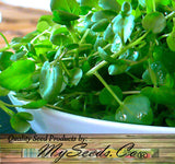 Cress, True Watercress (Nasturtium officinalis)