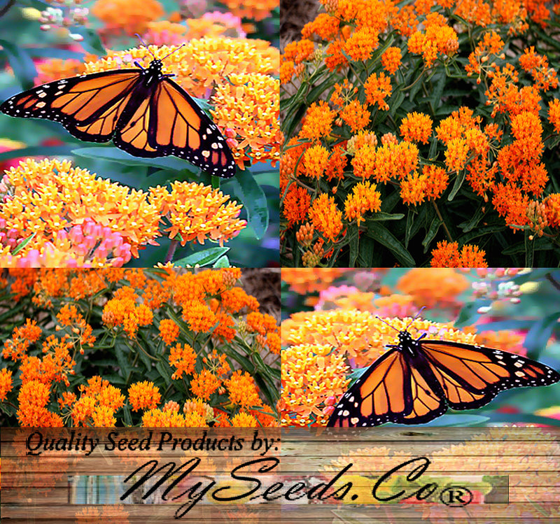 ASCLEPIAS tuberosa (Butterfly Milkweed)