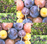 Prunus maritima (Beach Plum)