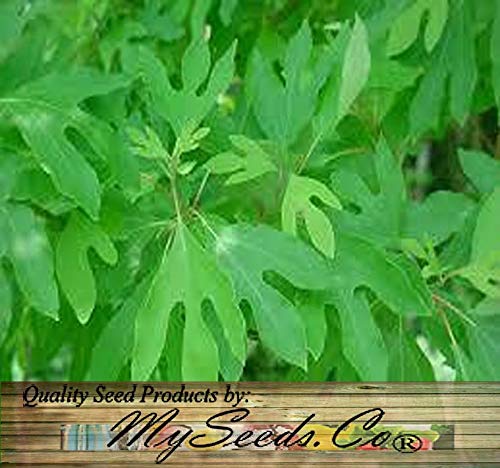 Sassafras albidum (Sassafras)