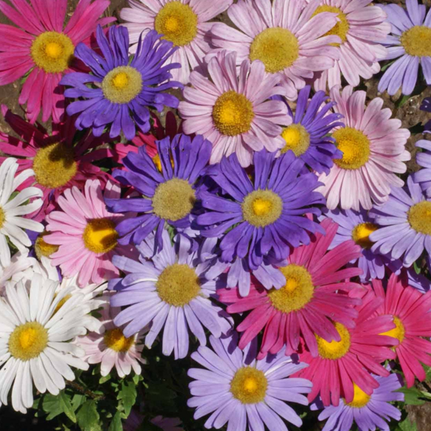 Callistephus chinensis (Aster, China 'Single Mix')